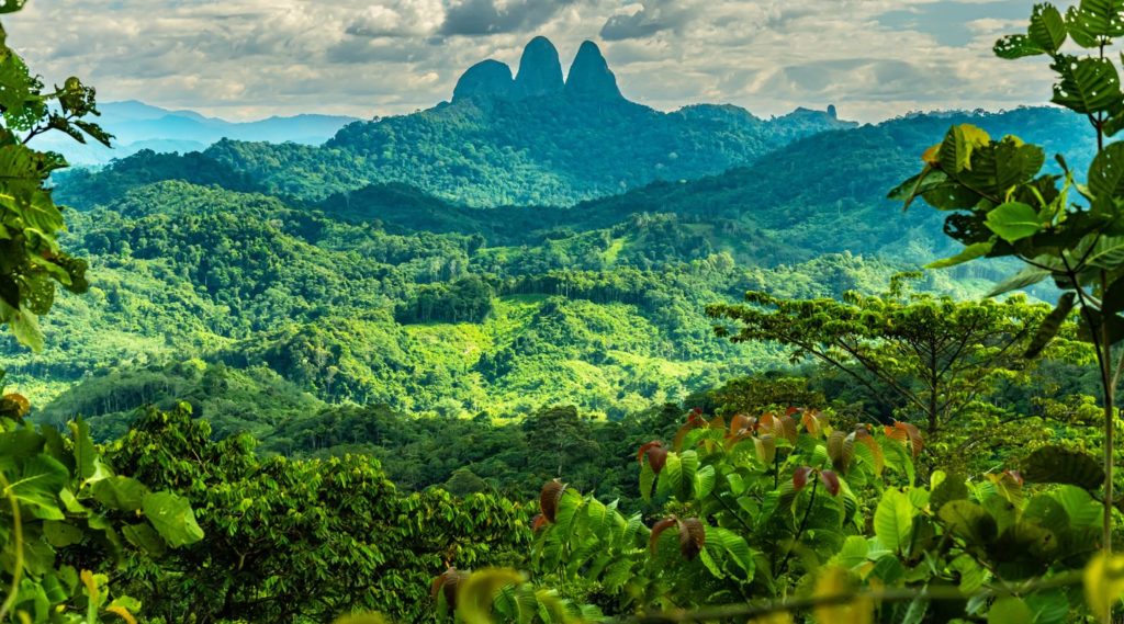 selva borneo